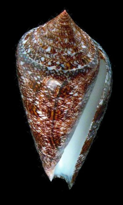 Photo:  Conus Gloriamaris, Most expensive seashell 